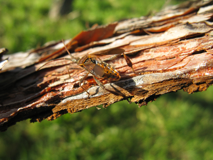 Coreidae: Leptoglossus occidentalis